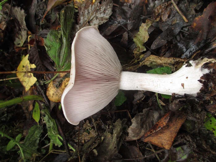 Рядовка серовато-сиреневая lepista glaucocana