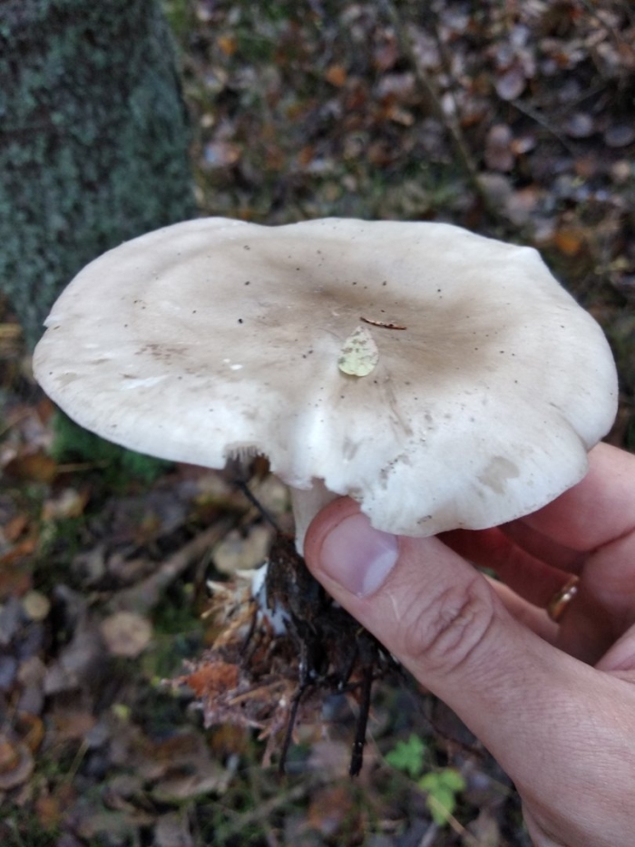 Гриб говорушка дымчатая