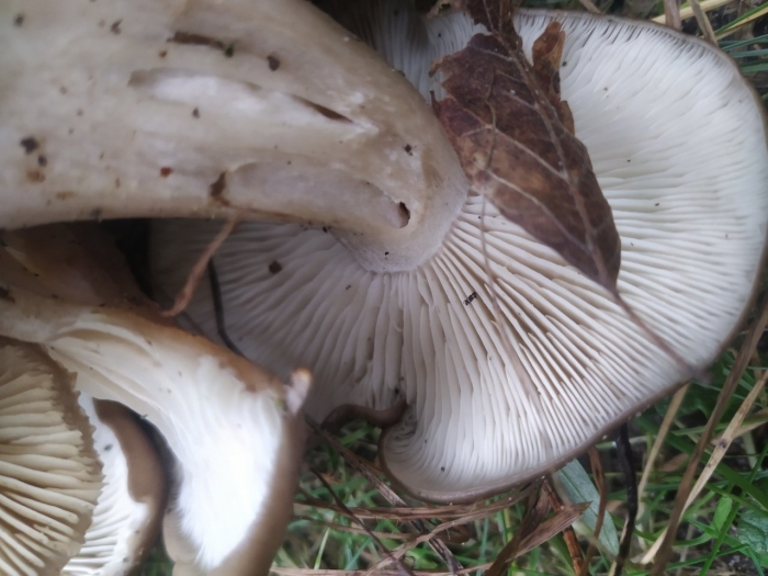 Рядовка скученная