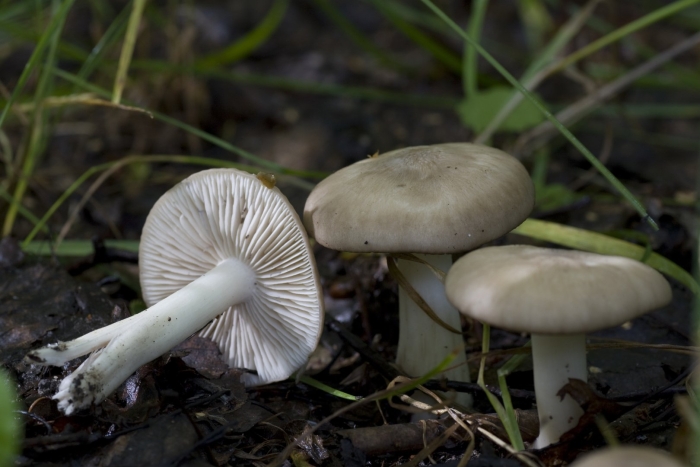 Tricholoma virgatum