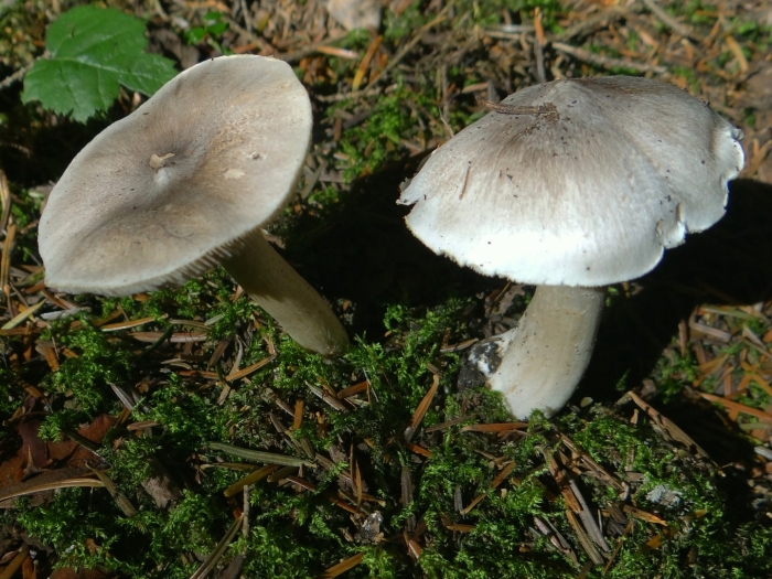 Рядовка заостренная tricholoma virgatum.
