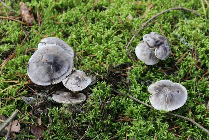 Гриб рядовка серая