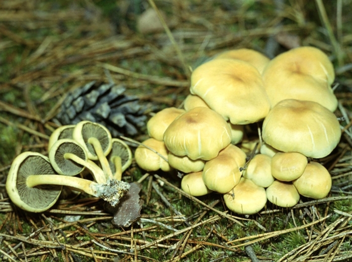 Ложные опята ядовитые