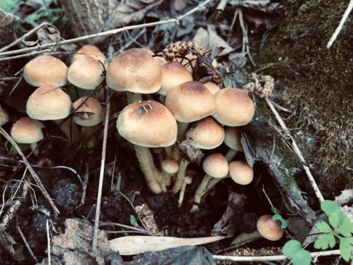 Опенок серопластинчатый