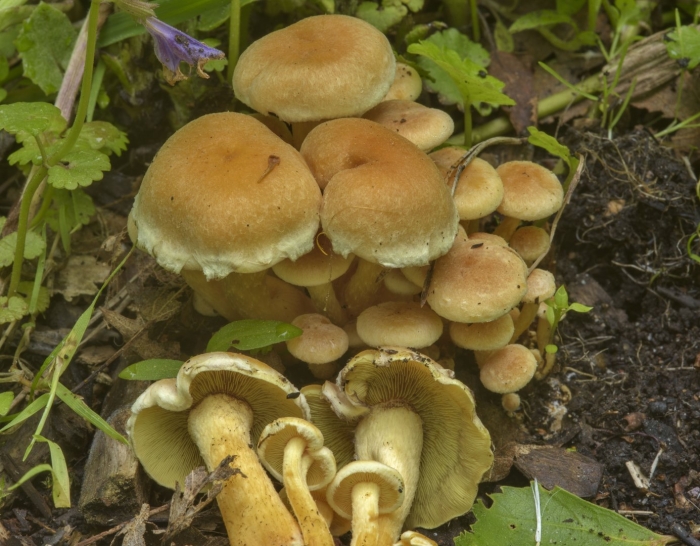 Ложноопёнок серно-жёлтый