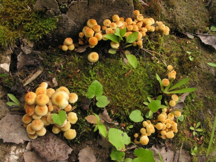Летний опенок kuehneromyces mutabilis