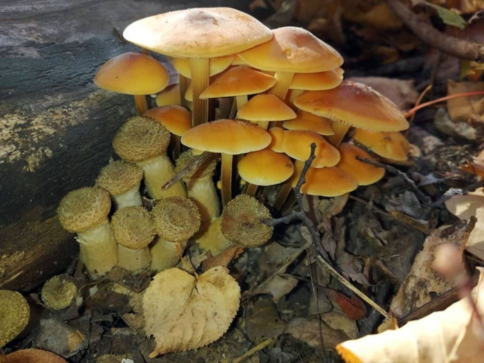 Опенок осенний (armillaria mellea armillaria borealis