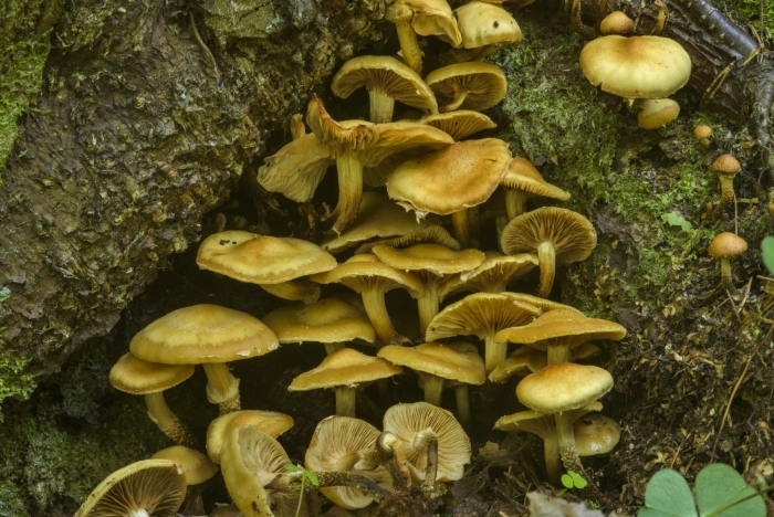 Гриб опёнок осенний