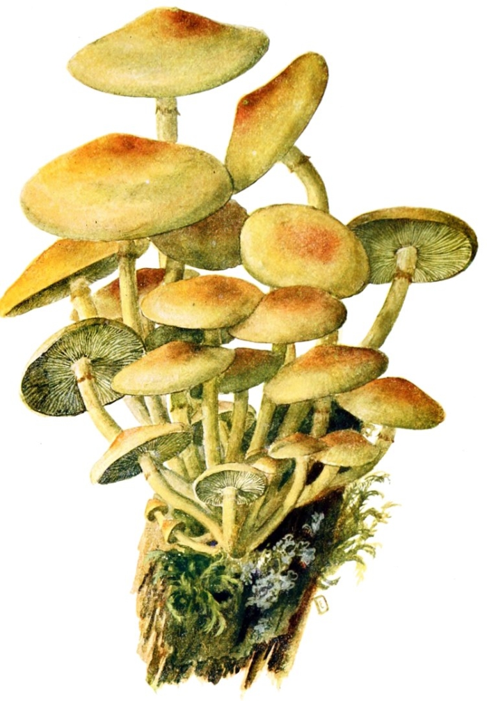 Ложноопёнок серно жёлтый гриб