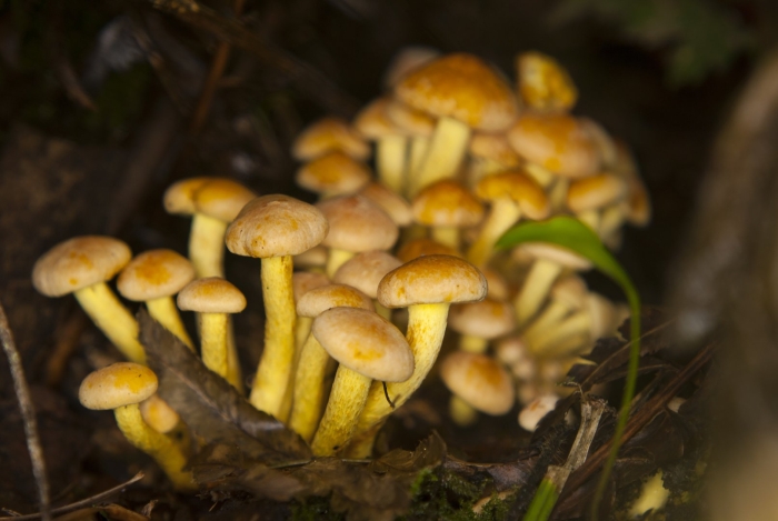 Hypholoma fasciculare