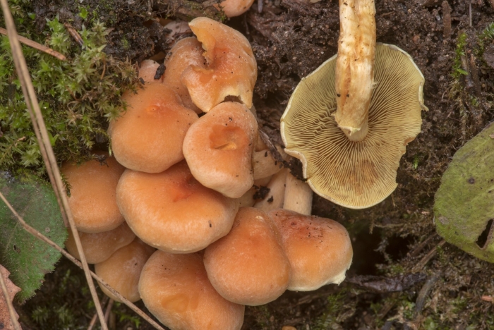Опенок серопластинчатый hypholoma