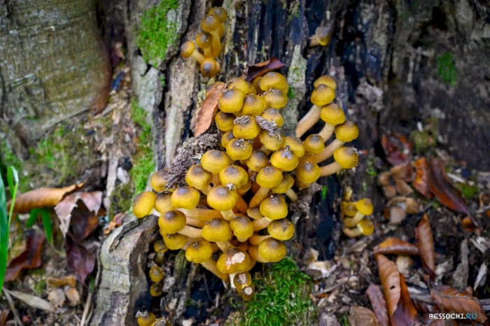 Медовые грибы armillaria mellea