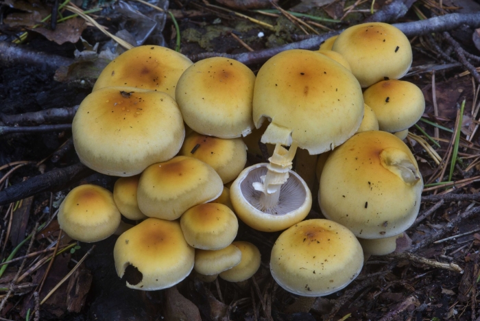 Ложноопенок серопластинчатый