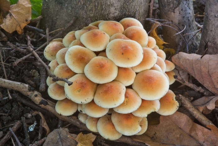 Опенок гриб