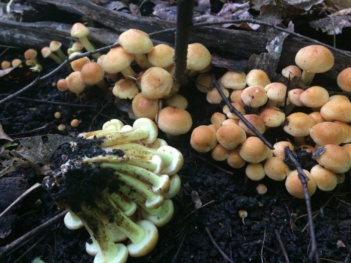 Опенок серно желтый