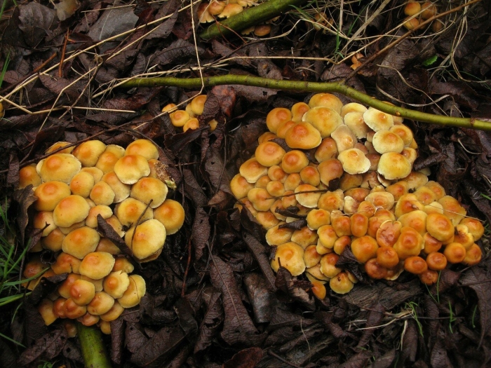 Ложноопёнок серно-жёлтый