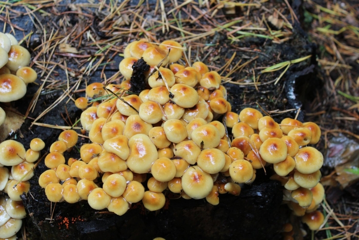 Опята желтые