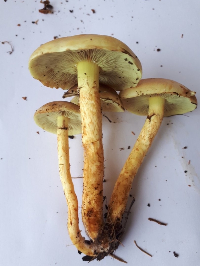 Чешуйчатка ольховая pholiota alnicola