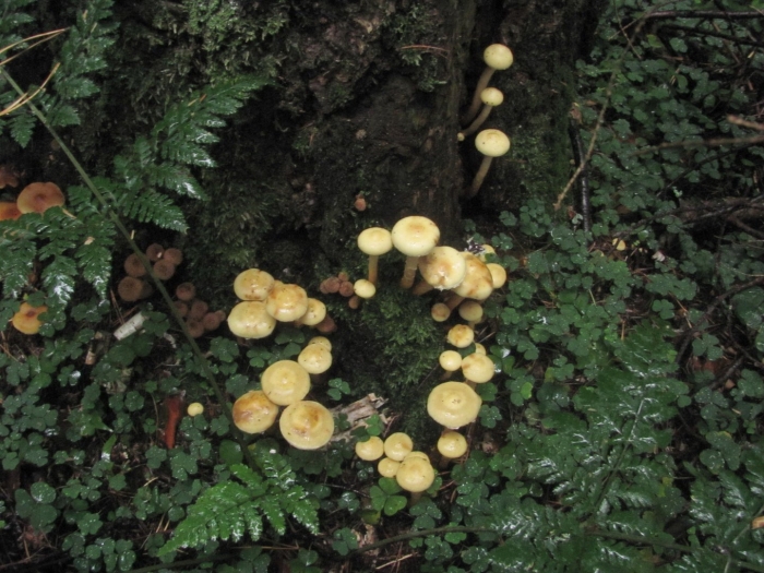 Ложная опята