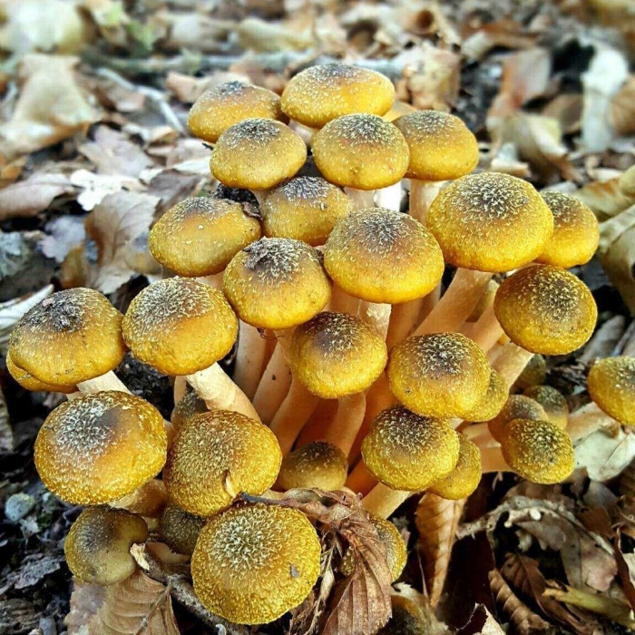 Гриб опёнок осенний