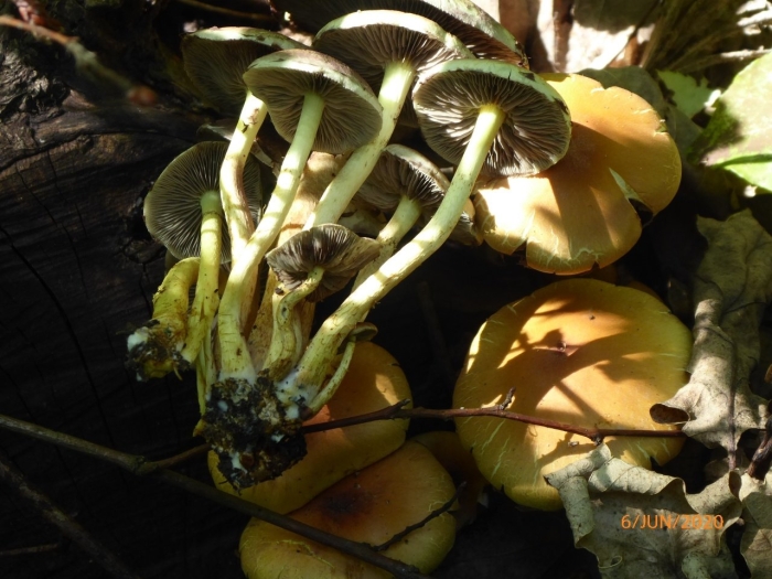 Ложноопенок серно желтый