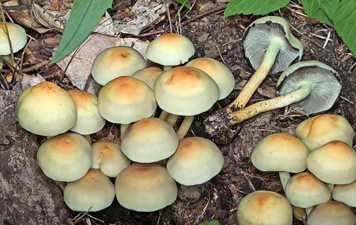 Hypholoma fasciculare