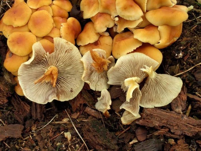 Вёшенка оранжевая (phyllotopsis nidulans)