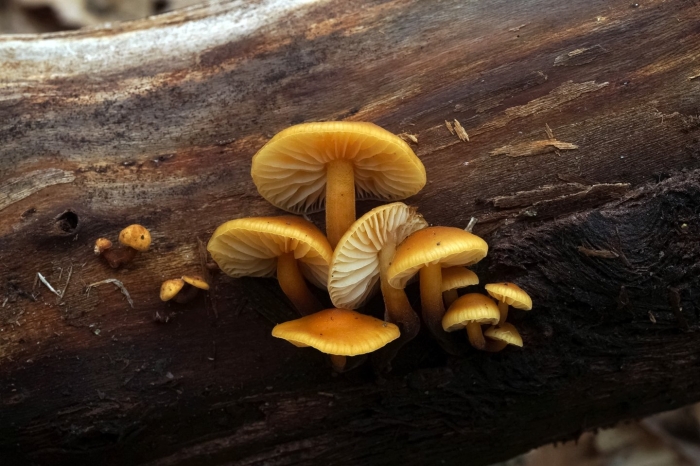 Фламмулина бархатистоножковая