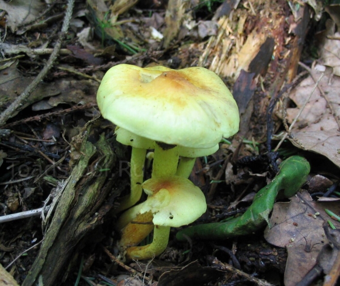 Зеленушки и грибы