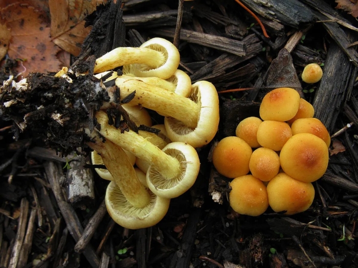 Ложноопёнок серно-жёлтый