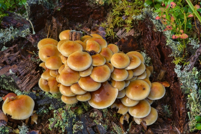 Опенок серопластинчатый