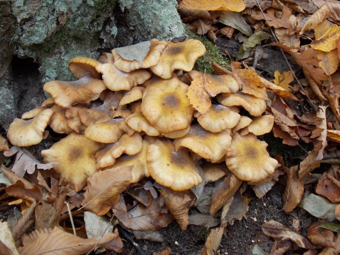 Опята переростки