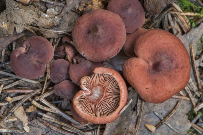 Млечник серо розовый lactarius helvus