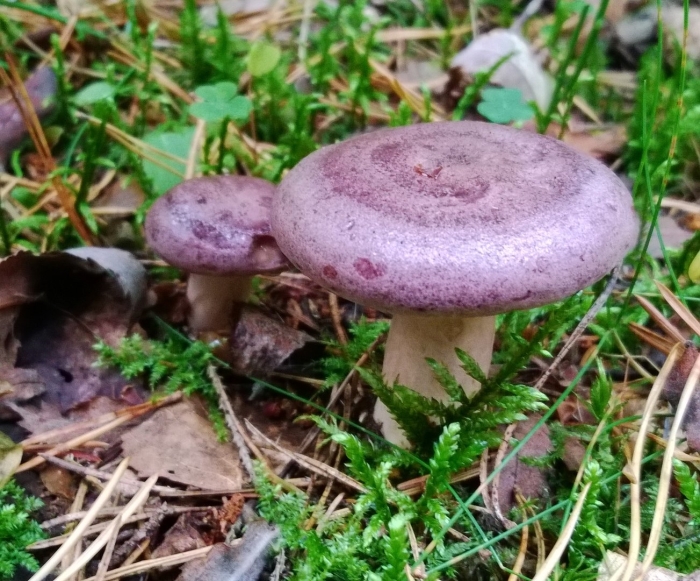 Млечник обыкновенный гладыш