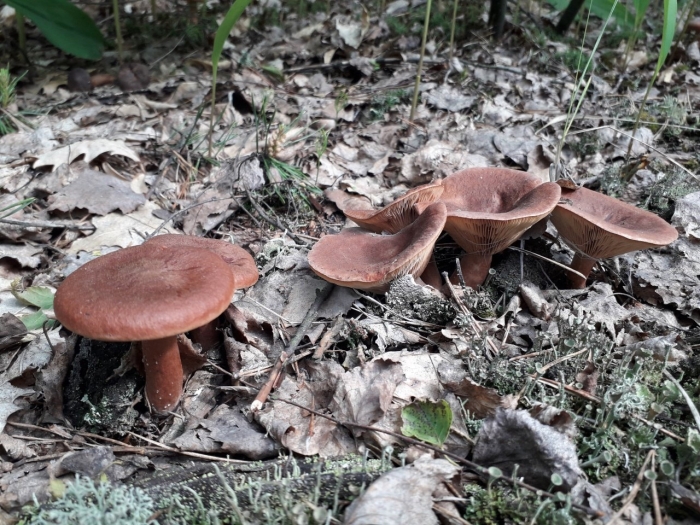 Млечник горькушка