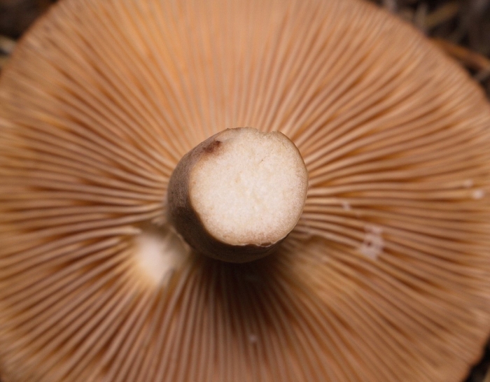 Млечник горькушка