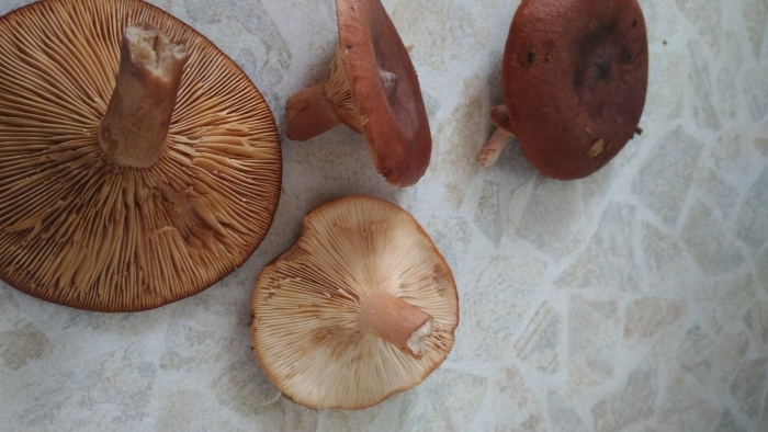 Гриб млечник камфорный