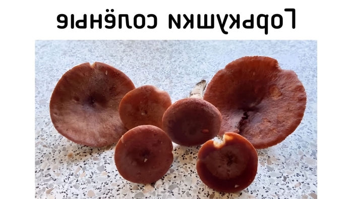 Млечник гриб