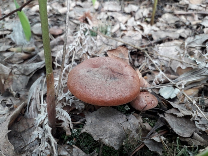 Свинорой гриб