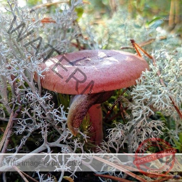 Горькушка гриб ложный