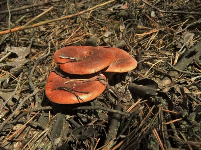 Горькушка гриб ложный