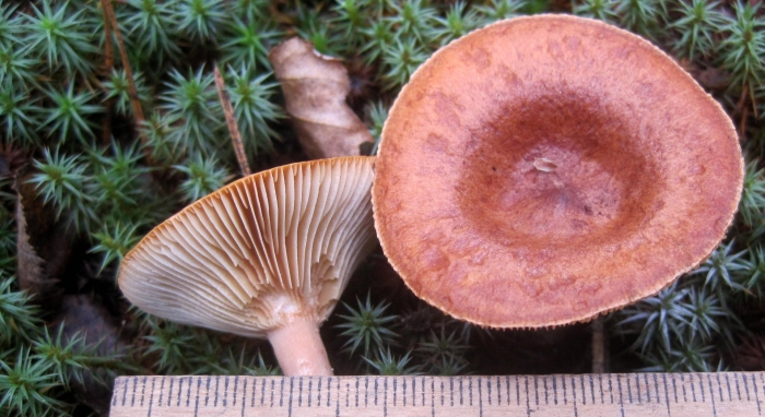 Гриб млечник горькушка