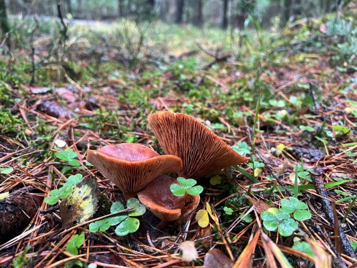 Горькушка (lactarius rufus)