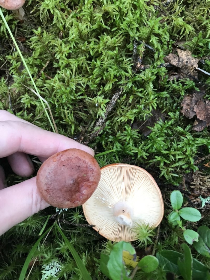 Млечник горькушка