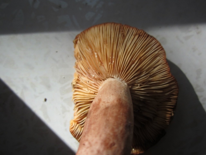 Гриб горькушка