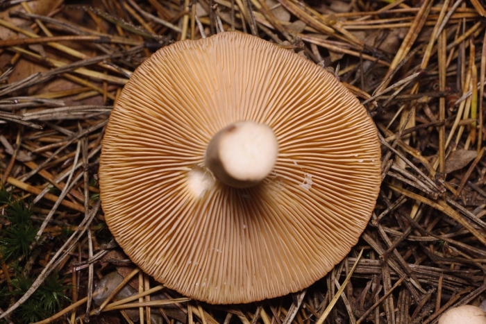 Млечник ольховый гриб