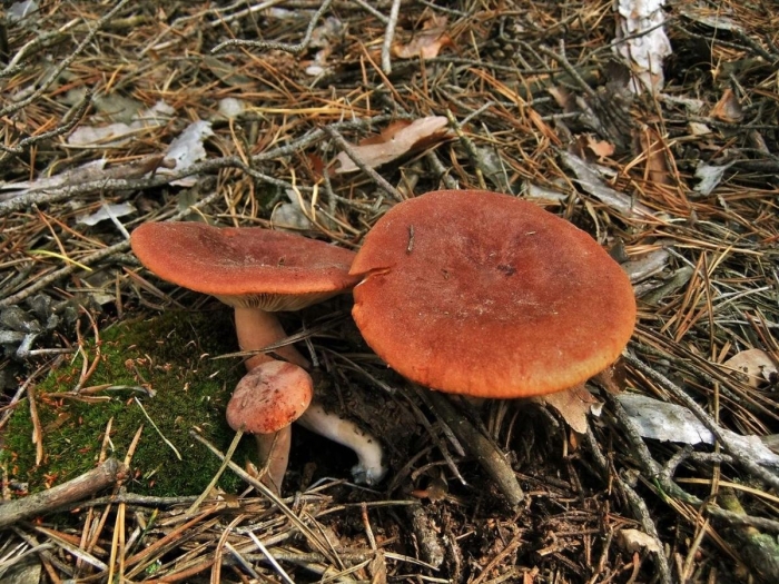 Гриб млечник горькушка