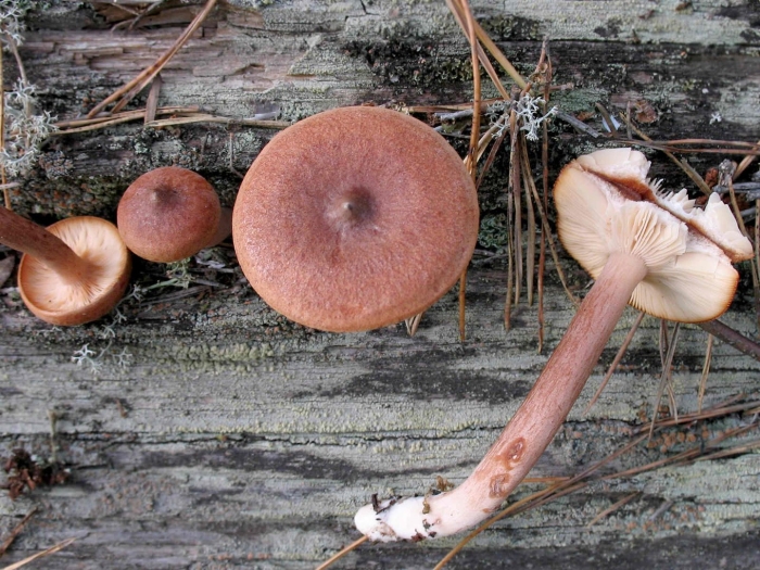 Млечник шипованный гриб