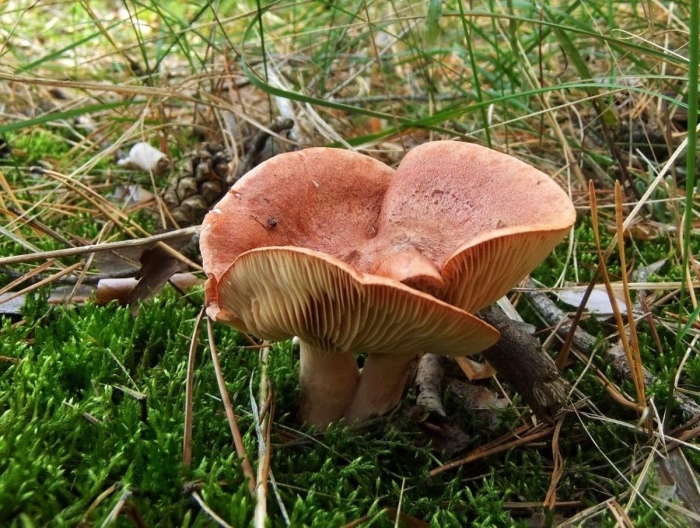 Гриб млечник горькушка