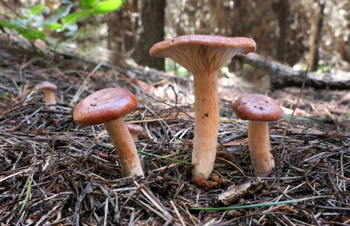 Гриб млечник